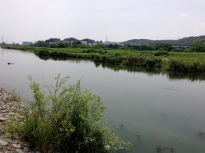 多摩川 バス釣り